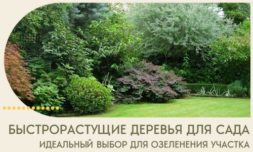 Быстрорастущие деревья для сада идеальный выбор в Орехове-Зуеве