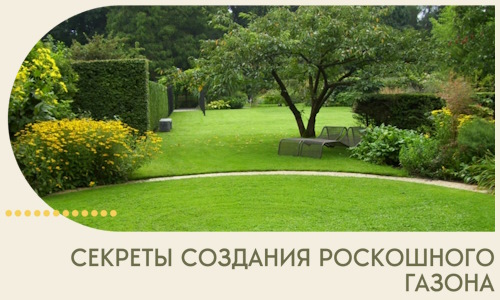 Секреты создания роскошного газона в Орехове-Зуеве